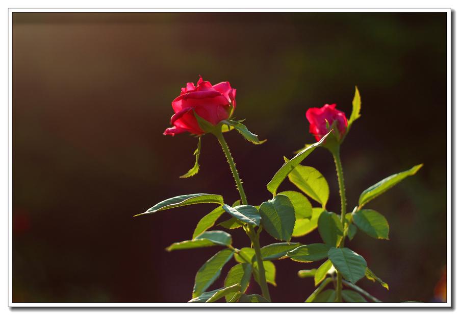 我不敢对你保证玫瑰花它会一直盛开是什么歌