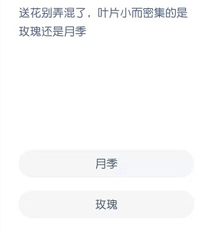 送花别弄混了，叶片小而密集的是玫瑰还是月季