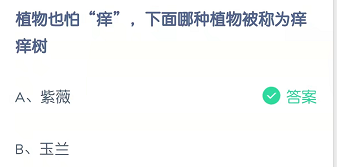 植物也怕“痒”，下面哪种植物被称为痒痒树