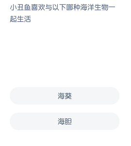 小丑鱼喜欢与以下哪种海洋生物一起生活