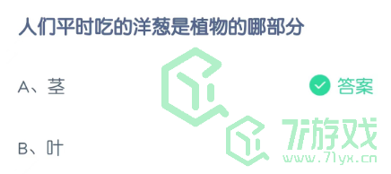 人们平时吃的洋葱是植物的哪部分