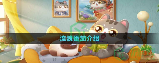 《遇见喵克斯》流浪番茄介绍