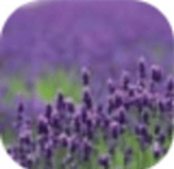 薰衣草社区手机软件app 薰衣草社区手机软件app