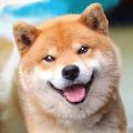 秋田犬模拟器手游app 秋田犬模拟器手游app