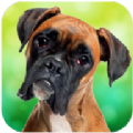 拳击手狗模拟器手游app 拳击手狗模拟器手游app
