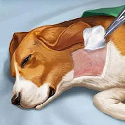 宠物救助模拟器手游app 宠物救助模拟器手游app