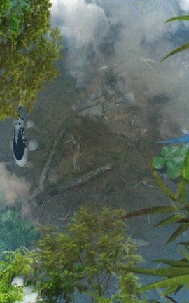 鱼池动态壁纸截图 鱼池动态壁纸截图