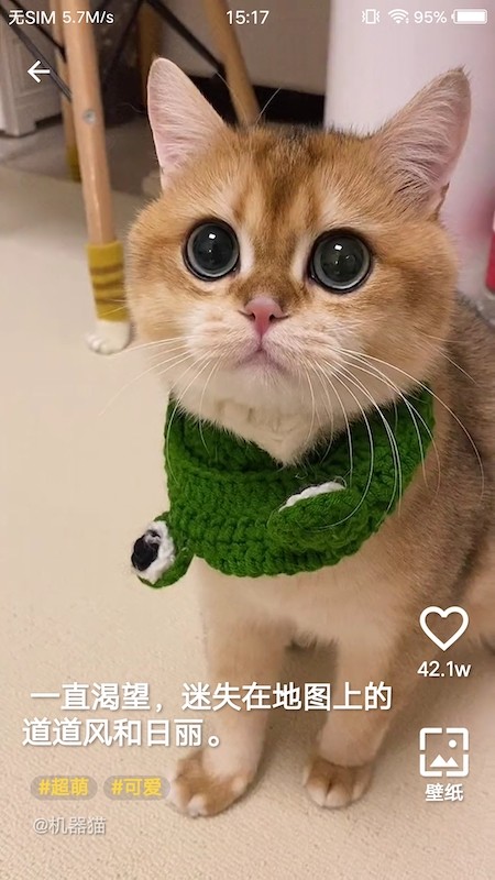 豹壁纸截图 豹壁纸截图