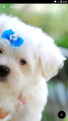 指尖4K壁纸截图