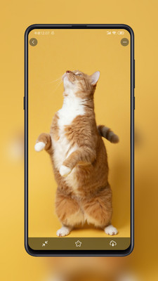 纸糖壁纸截图 纸糖壁纸截图