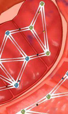 人体细胞连接截图