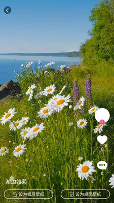 小鸟壁纸去广告版截图 小鸟壁纸去广告版截图