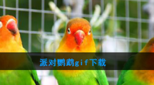 派对鹦鹉gif下载
