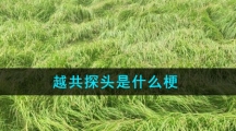 越共探头是什么梗