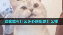 猫咪能有什么坏心眼呢是什么梗