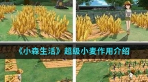 《小森生活》超级小麦作用介绍